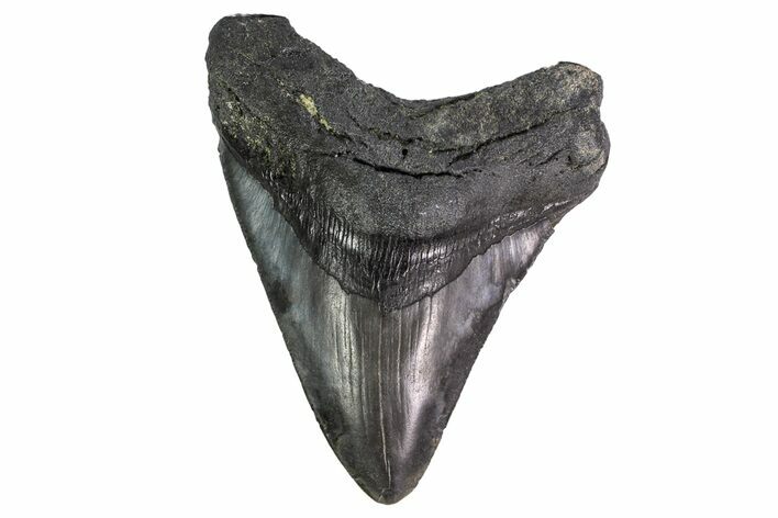 Fossil Megalodon Tooth - South Carolina #151810
